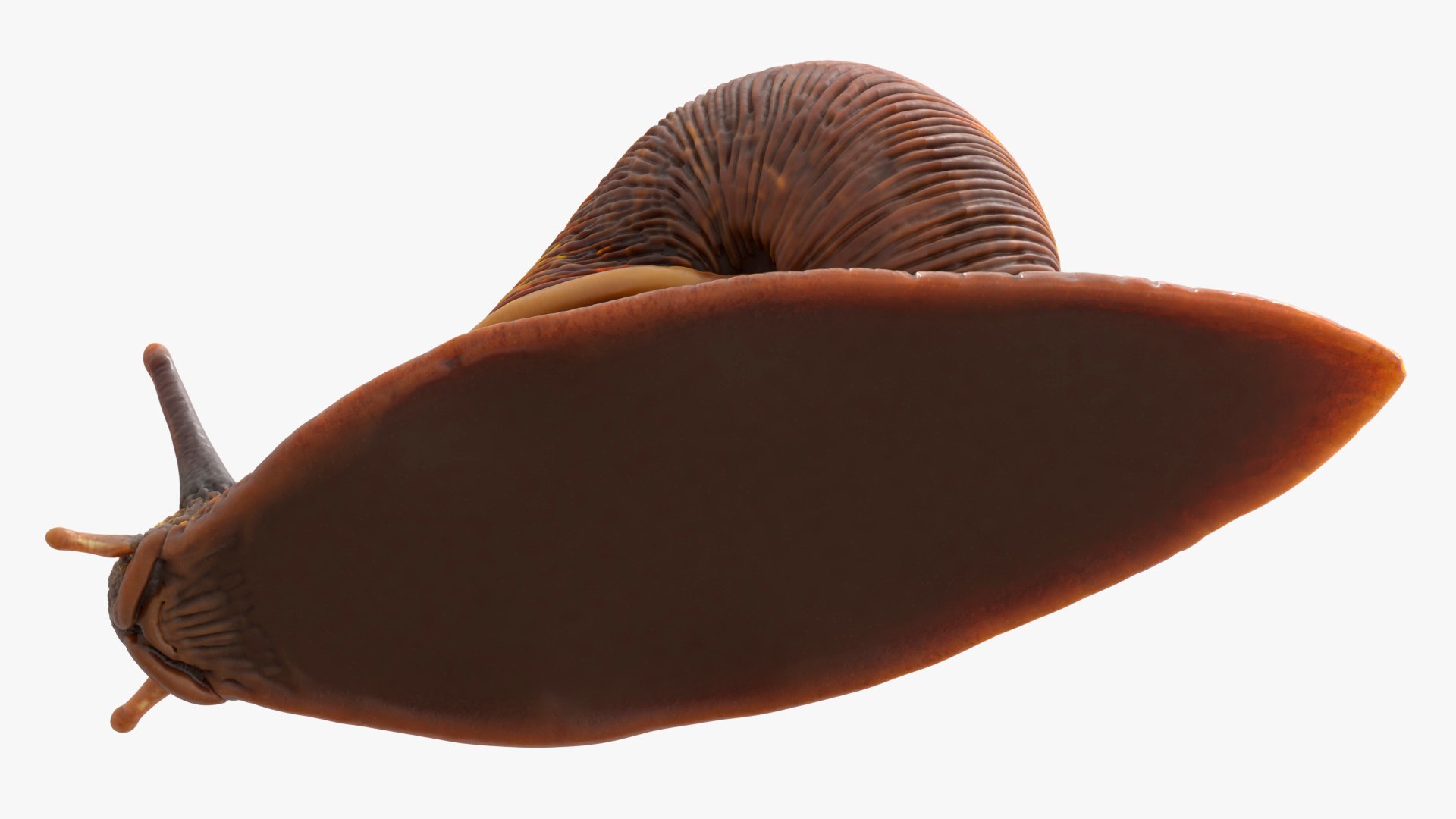 3D Snail Walking Animated Rigged For Blender model https://p.turbosquid.com/ts-thumb/2h/UB3ZmA/Nn/snail_walking_animated_rigged_for_blender_007/jpg/1788208453/1920x1080/fit_q87/955d835180fab3efe1f59e6b91114ffba7b0ccbb/snail_walking_animated_rigged_for_blender_007.jpg