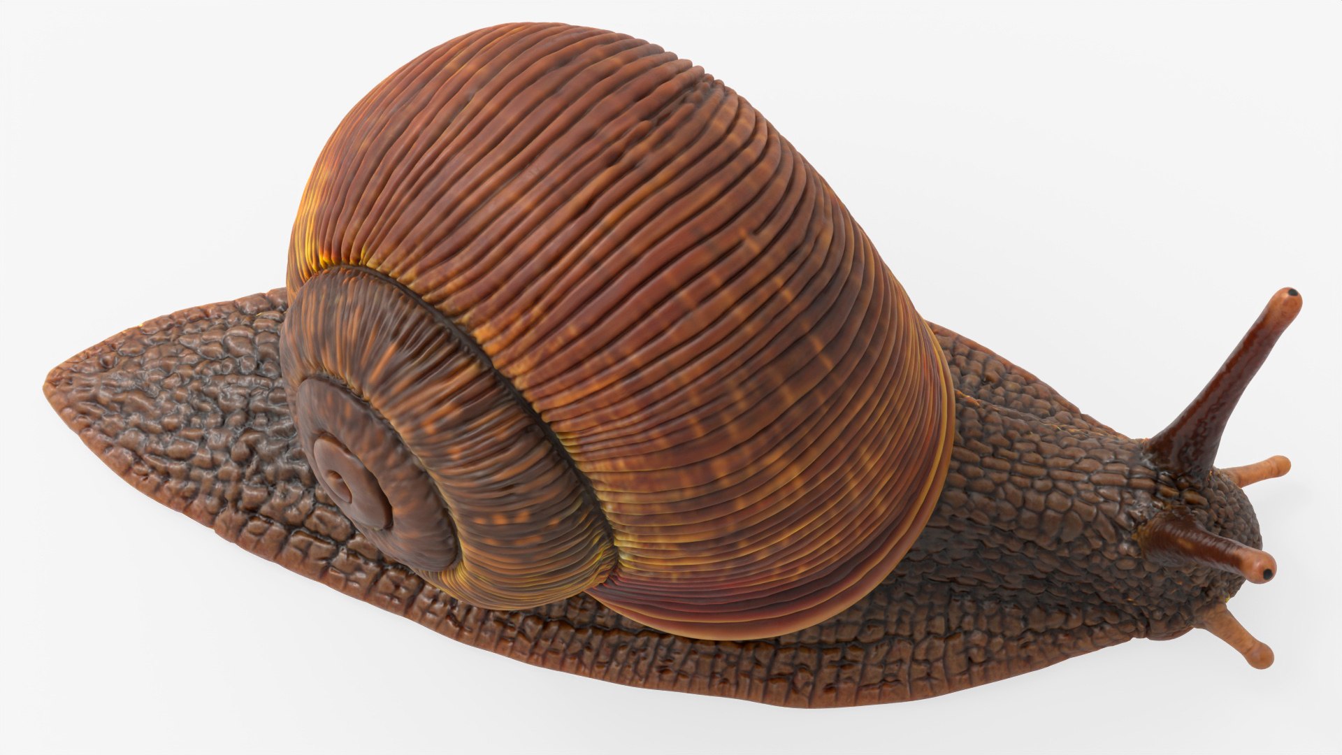 3D Snail Walking Animated Rigged For Blender model https://p.turbosquid.com/ts-thumb/2h/UB3ZmA/TO/snail_walking_animated_rigged_for_blender_002/jpg/1788208281/1920x1080/fit_q87/0f64ded504fd0335d05a47cf30513e362f3a6a08/snail_walking_animated_rigged_for_blender_002.jpg