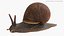 Snail Walking Animated Rigged For Blender
