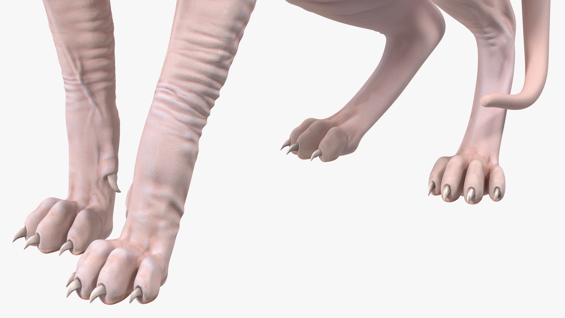 3D model cream color sphynx cat https://p.turbosquid.com/ts-thumb/2h/g0C6pI/901HOm4C/creamcolorsphynxcat3dsmodel014/jpg/1604855010/1920x1080/fit_q87/19720d71c70b0905490184ddc9b299362ad4e43d/creamcolorsphynxcat3dsmodel014.jpg