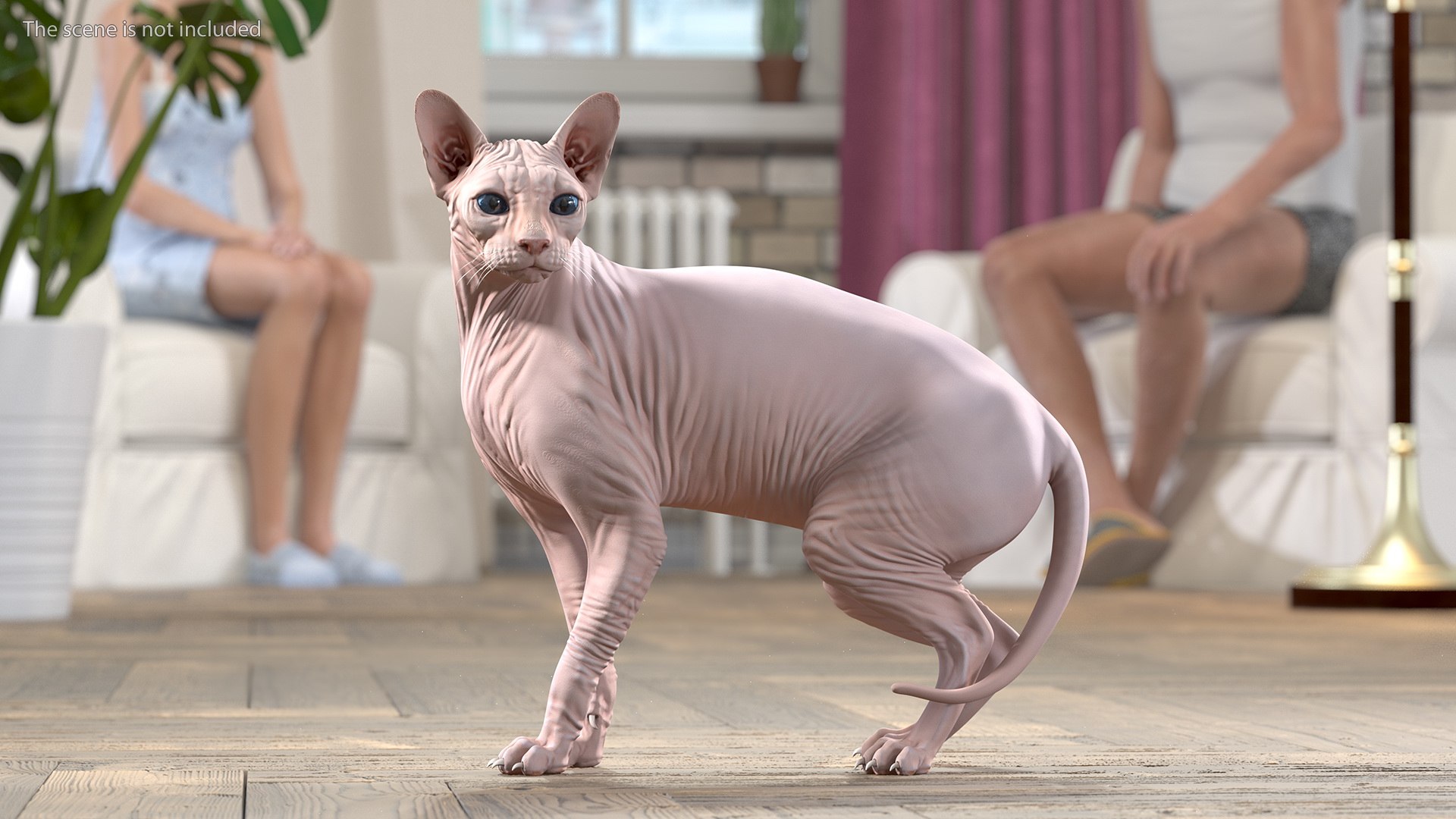 3D model cream color sphynx cat https://p.turbosquid.com/ts-thumb/2h/g0C6pI/FchtSCDK/creamcolorsphynxcat3dsmodel002/jpg/1604854949/1920x1080/fit_q87/313b856d34a03240ee2a7468322e58e2af8ba822/creamcolorsphynxcat3dsmodel002.jpg