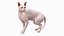 Gato Sphynx Creme