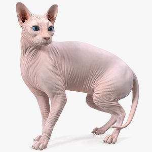 3D model cream color sphynx cat