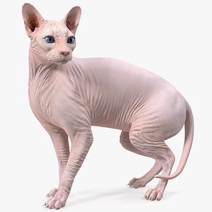 Cream Color Sphynx Cat