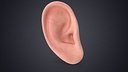 Human Right Ear Realistic V02