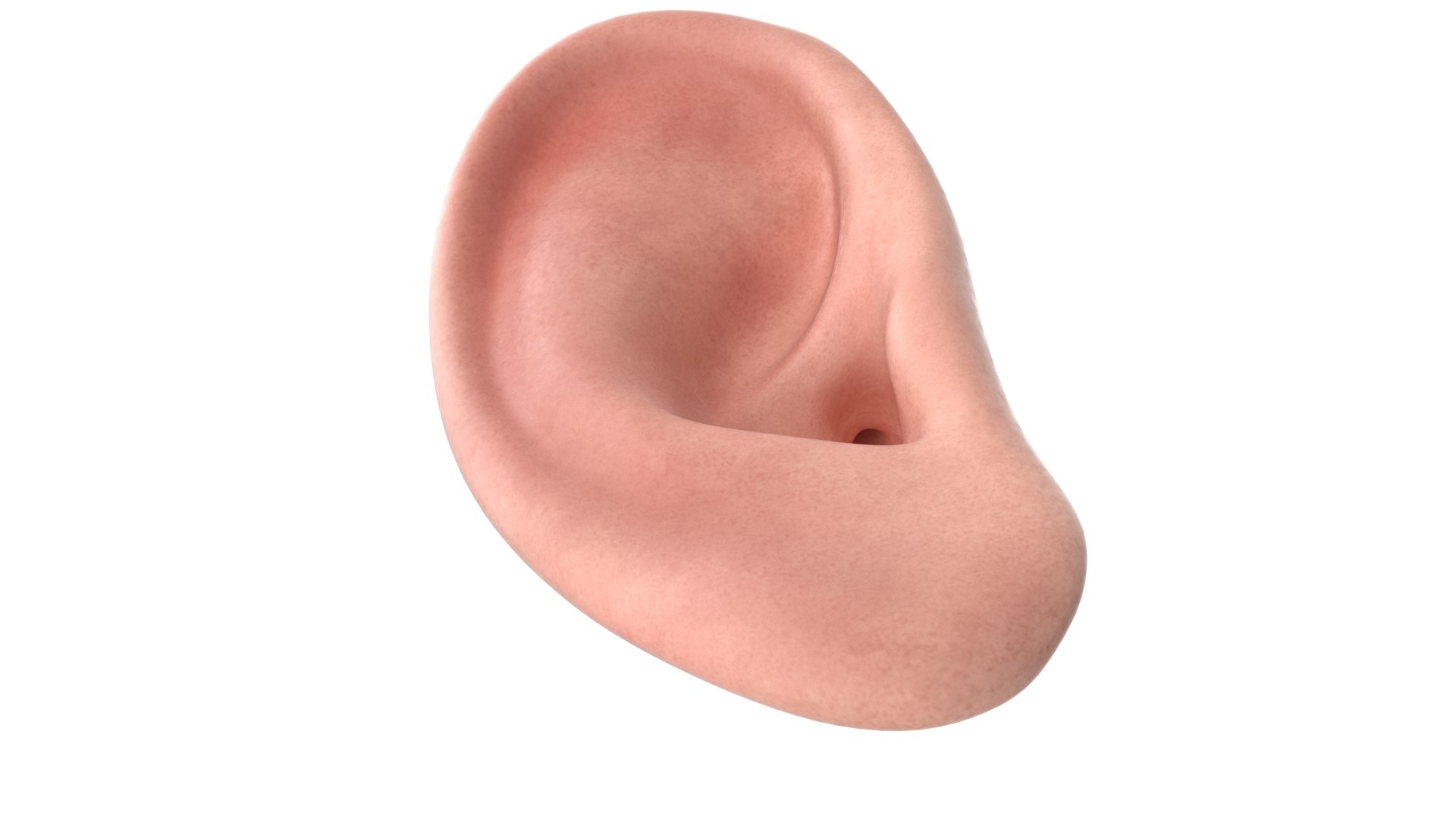 Human Right Ear Realistic V02 3D Model - TurboSquid 2383858