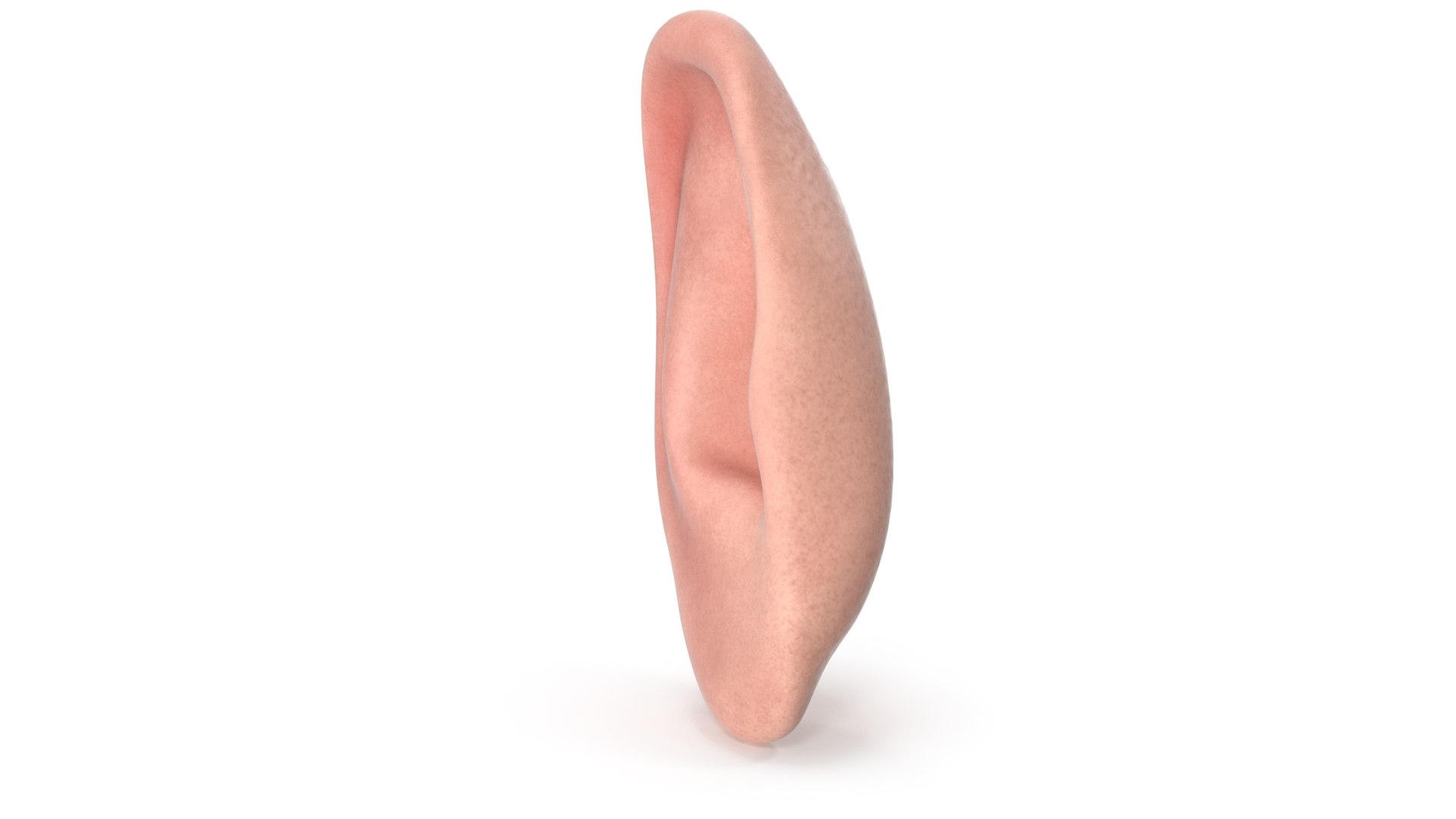 Human Right Ear Realistic V02 3D Model - TurboSquid 2383858