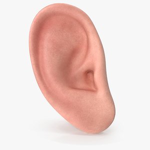 Human Right Ear Realistic V02