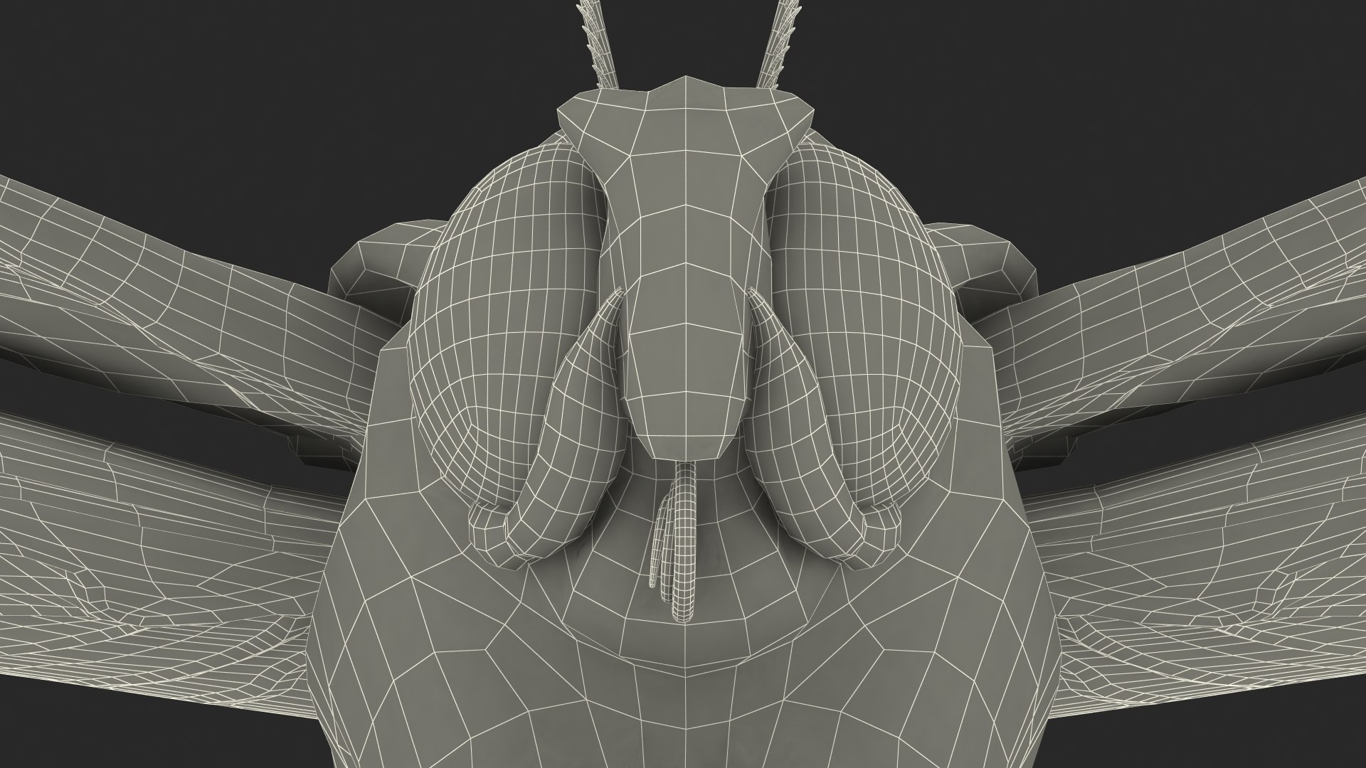 Animated Owl Moth Flight Rigged For Maya 3D Model - TurboSquid 1807878