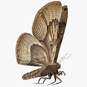 Animated Owl Moth Flight Rigged for Maya