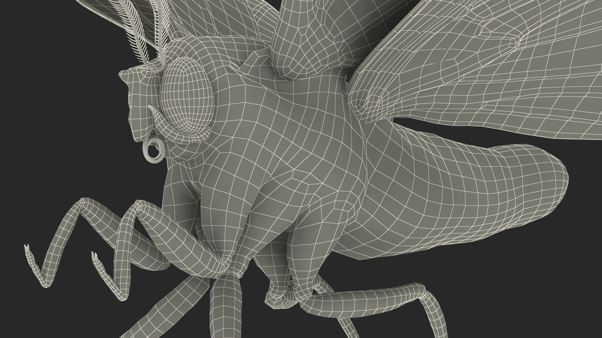 Animated Owl Moth Flight Rigged For Maya 3D Model - TurboSquid 1807878