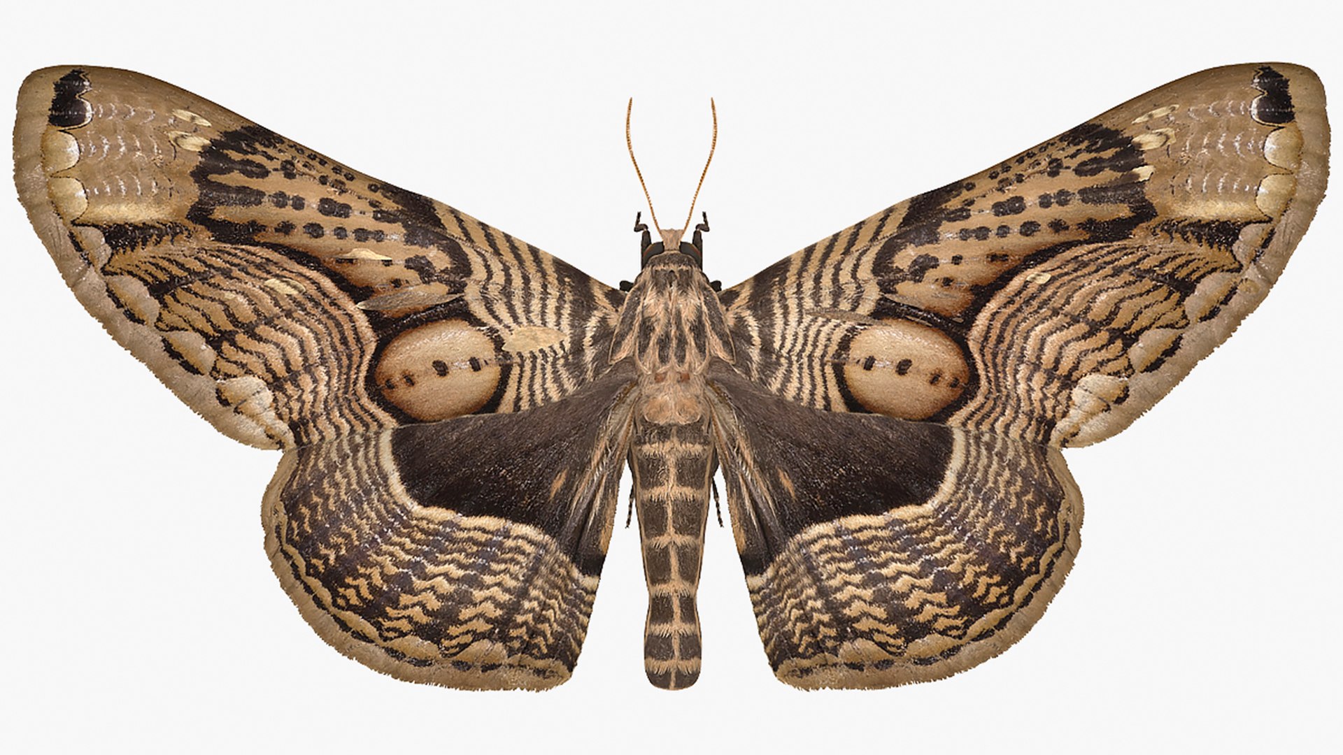 Moth Patch – carmico