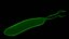 Helicobacter pylori o H. pylori