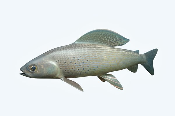 Grayling fish 3D - TurboSquid 1202273