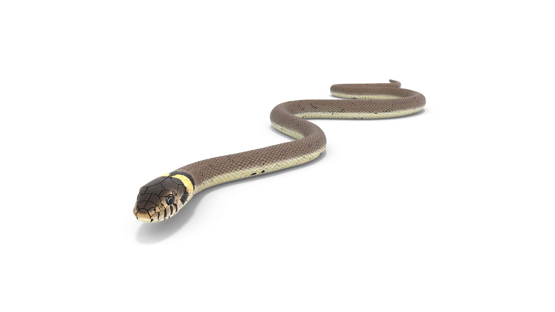 Natrix Natrix Rigged for Cinema 4D 3D model preview