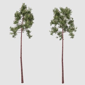 3D pine tree model