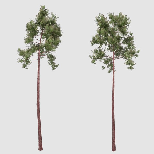 3D pine tree model - TurboSquid 1287652