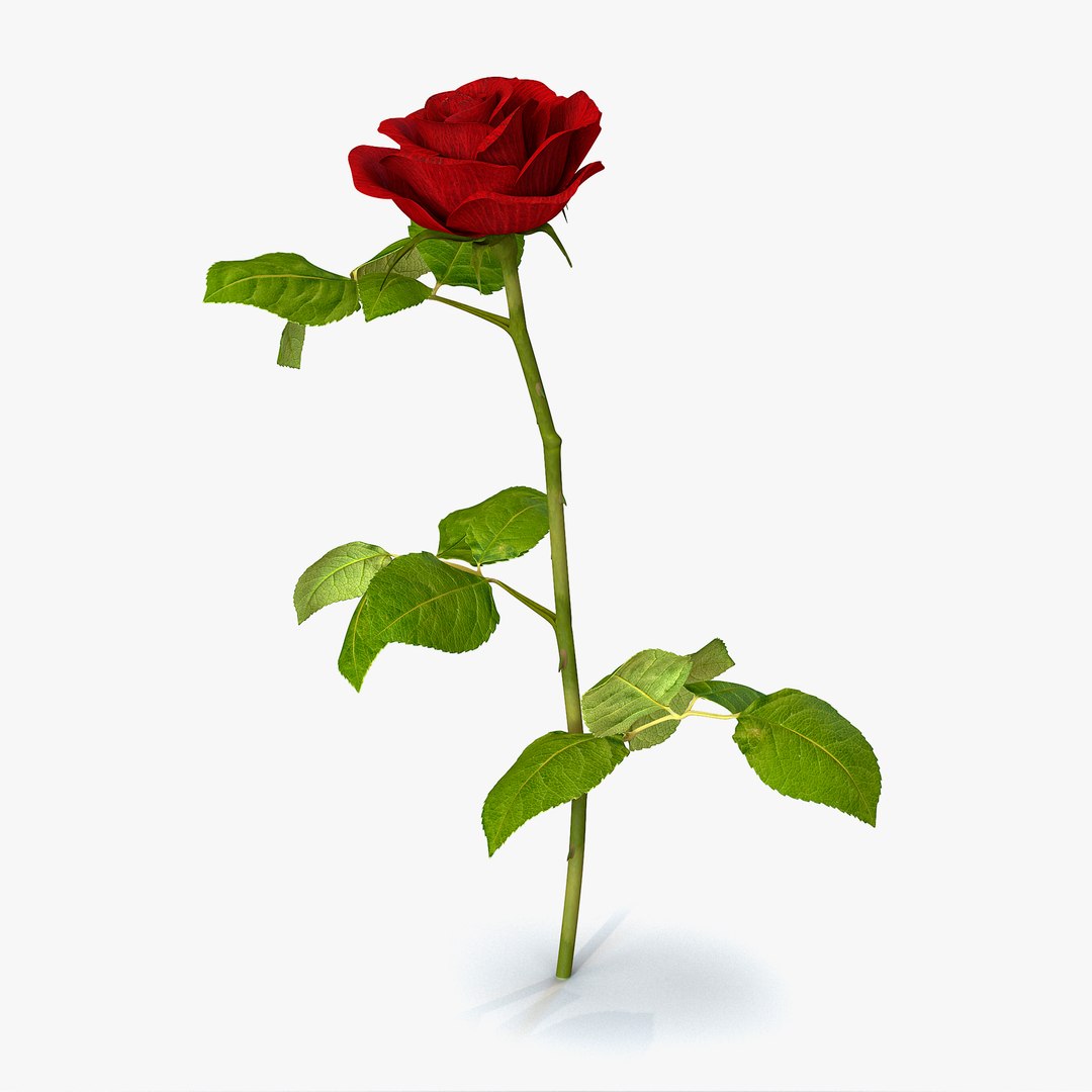 Rose 3 3D Model 3D model preview