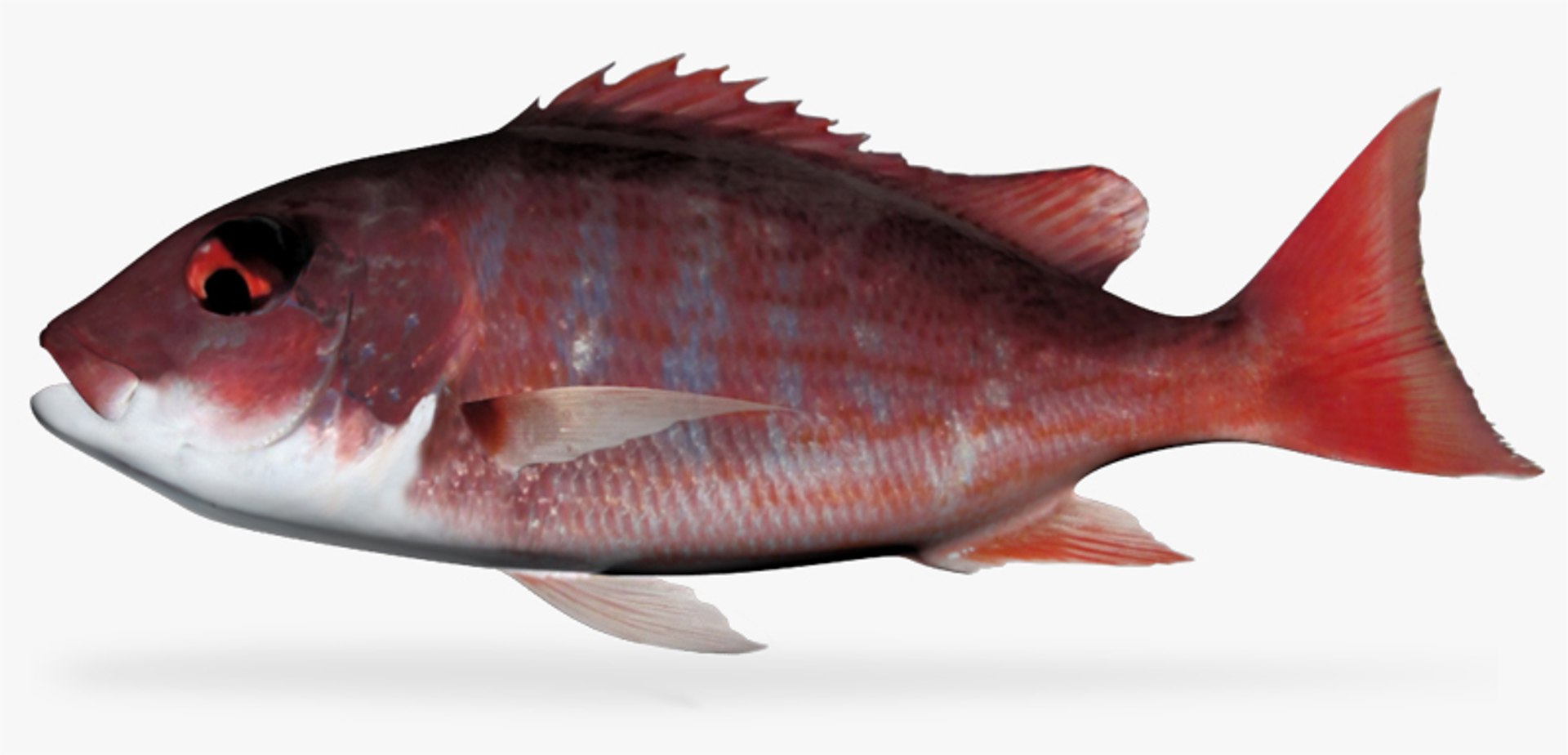 3d fbx pacific red snapper