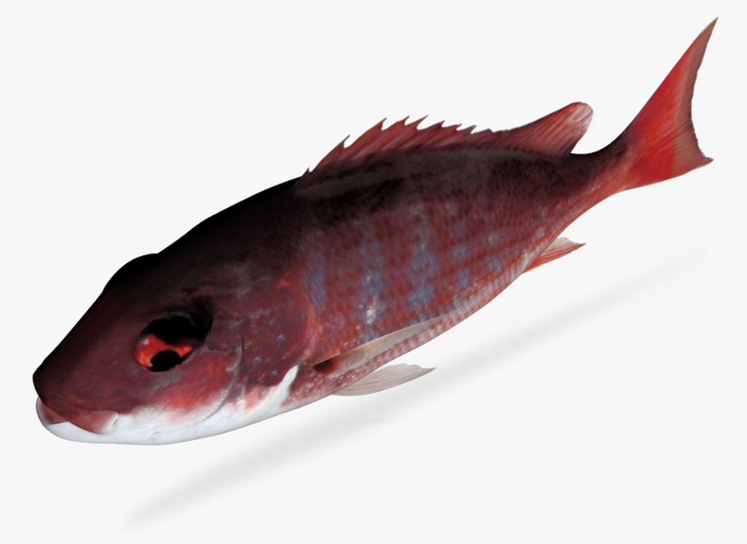 3d fbx pacific red snapper