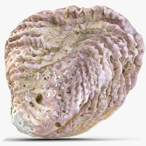 3D sea shell