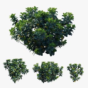 3D gardenia angustifolia merr