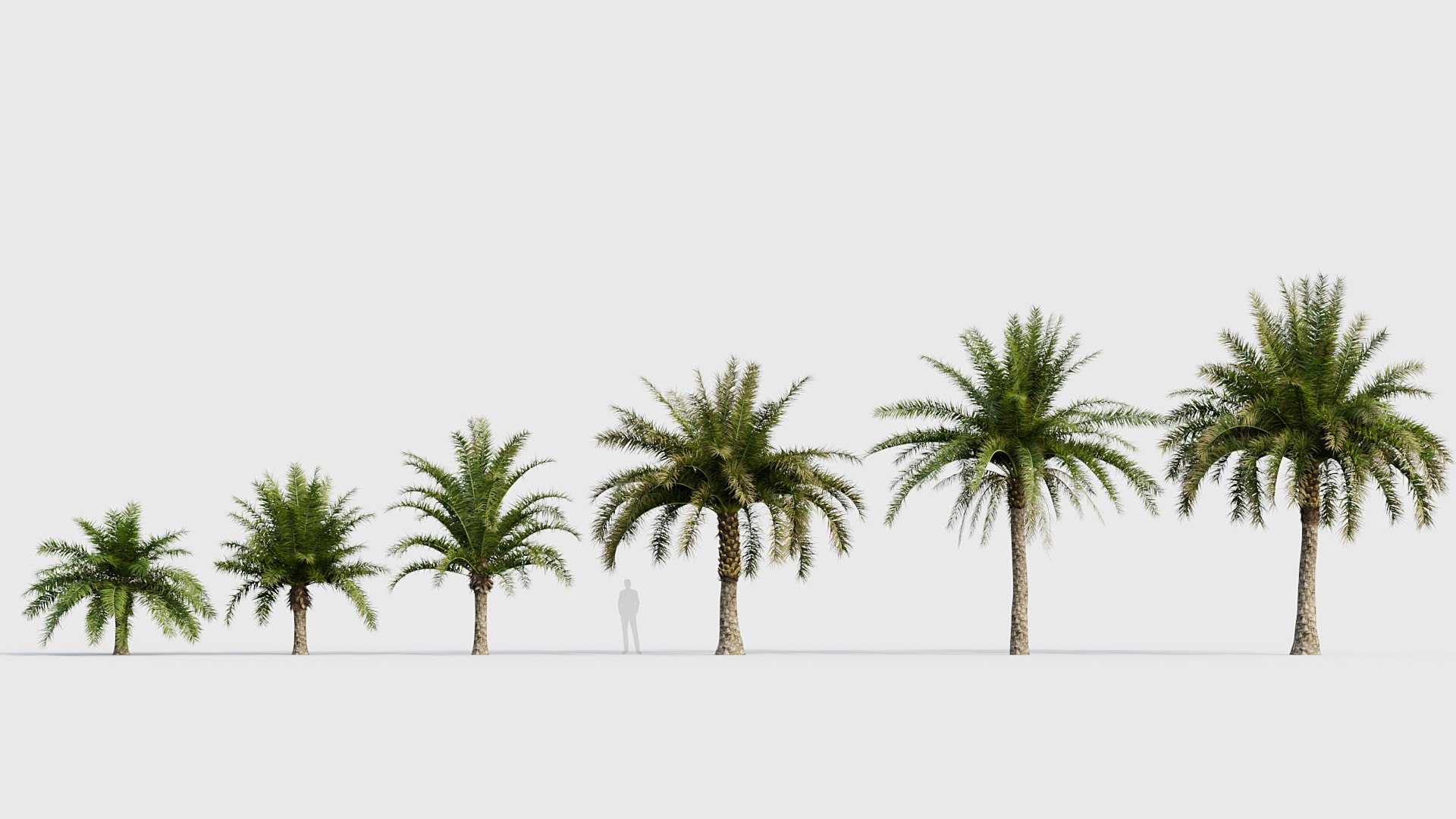 Palm Collection V3 3D model https://p.turbosquid.com/ts-thumb/2i/hGTfmt/00/bc_pm_p22_phoenix_sylvestris_04_01/jpg/1783781148/1920x1080/fit_q87/22230f94c11984f9017dc782fd281a12c19305e0/bc_pm_p22_phoenix_sylvestris_04_01.jpg