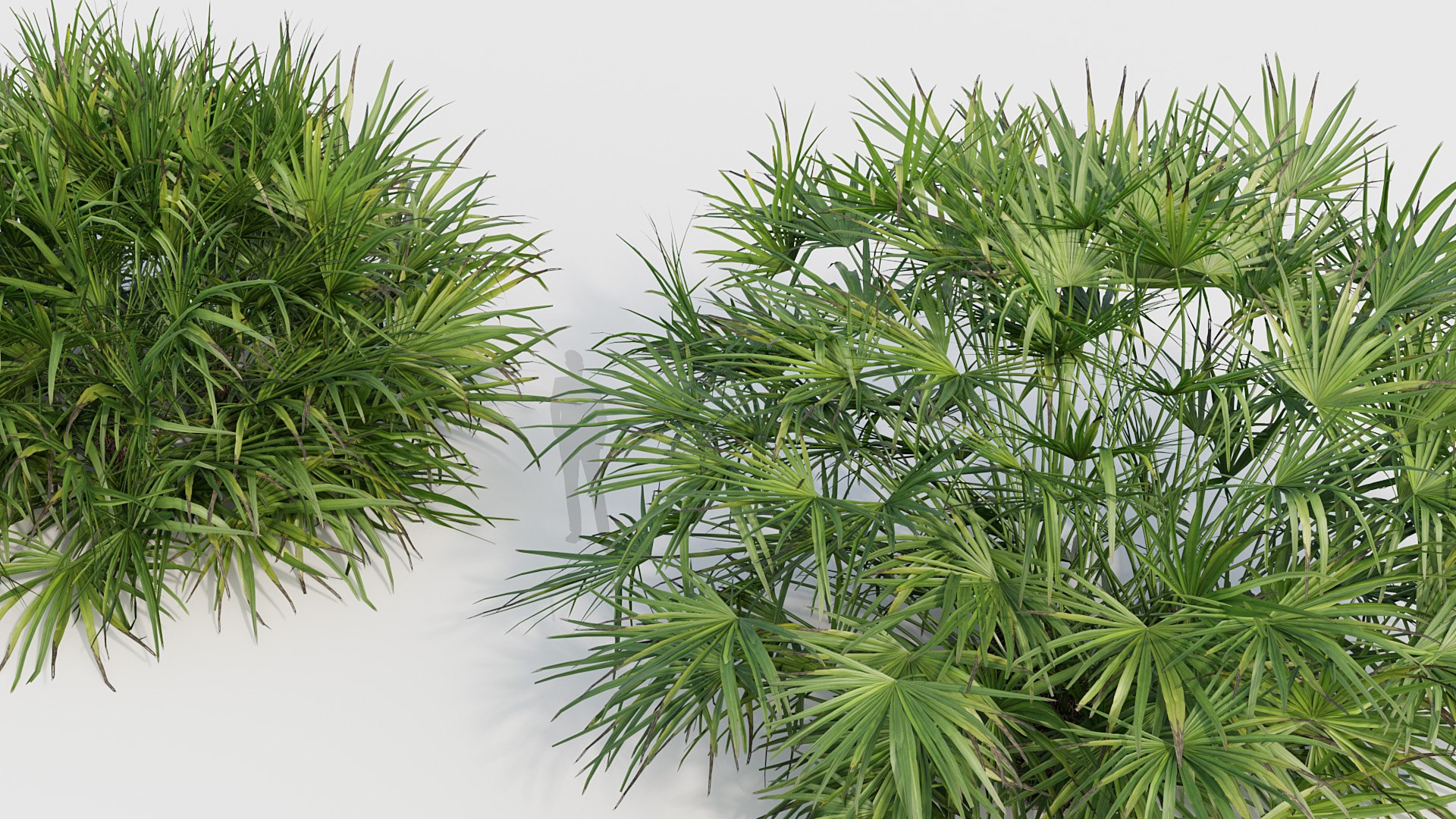 Palm Collection V3 3D model https://p.turbosquid.com/ts-thumb/2i/hGTfmt/7l/p22_rhapidophyllum_hystrix_03_04/jpg/1783781347/1920x1080/fit_q87/c3f3ab18769115ebc64f87ceb3f916e5e8d9d1be/p22_rhapidophyllum_hystrix_03_04.jpg
