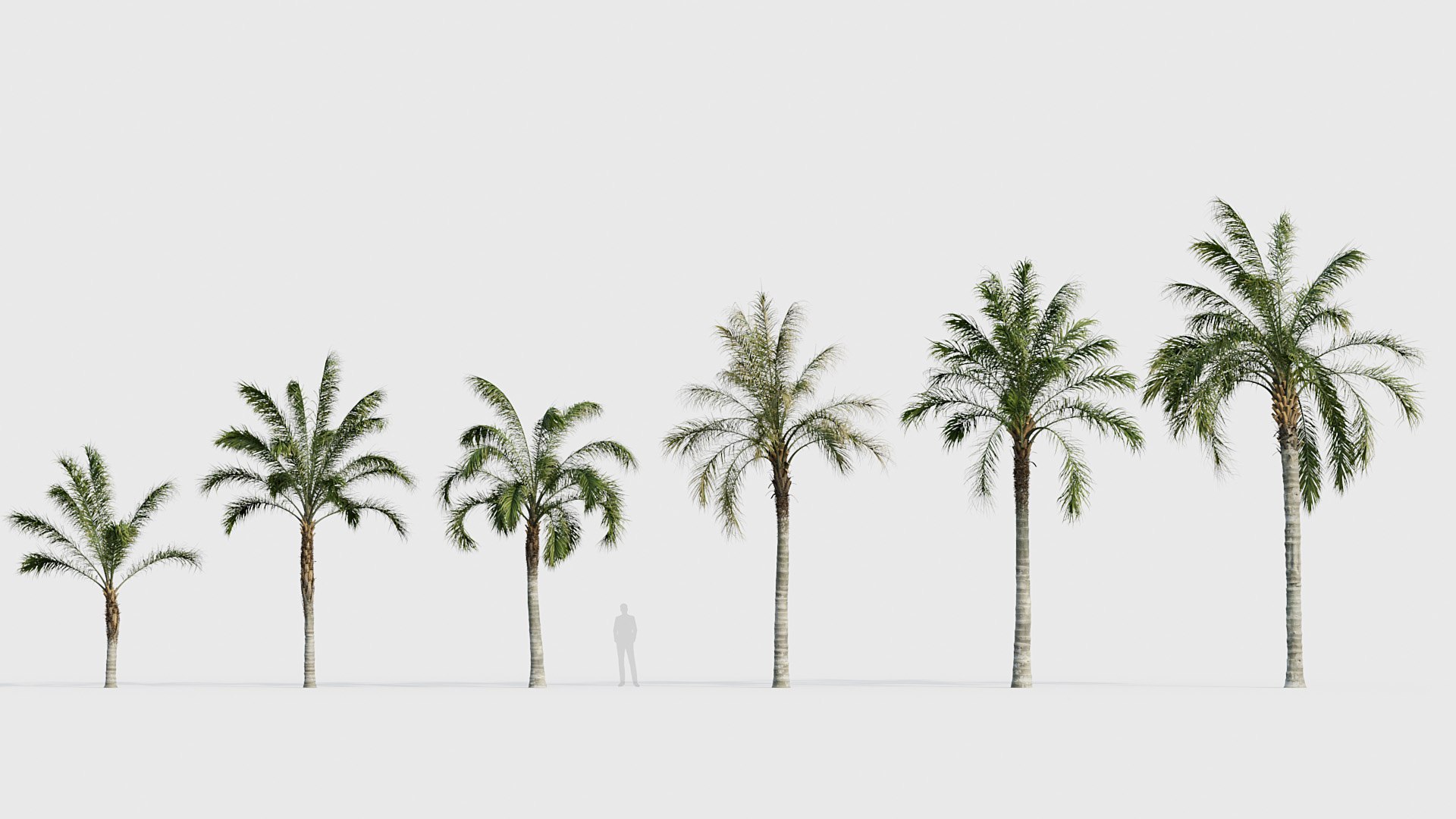 Palm Collection V3 3D model https://p.turbosquid.com/ts-thumb/2i/hGTfmt/TS/bc_pm_p22_phoenix_sylvestris_05_01/jpg/1783781149/1920x1080/fit_q87/3de98071abefefd51e12d42f28f1031869201efd/bc_pm_p22_phoenix_sylvestris_05_01.jpg