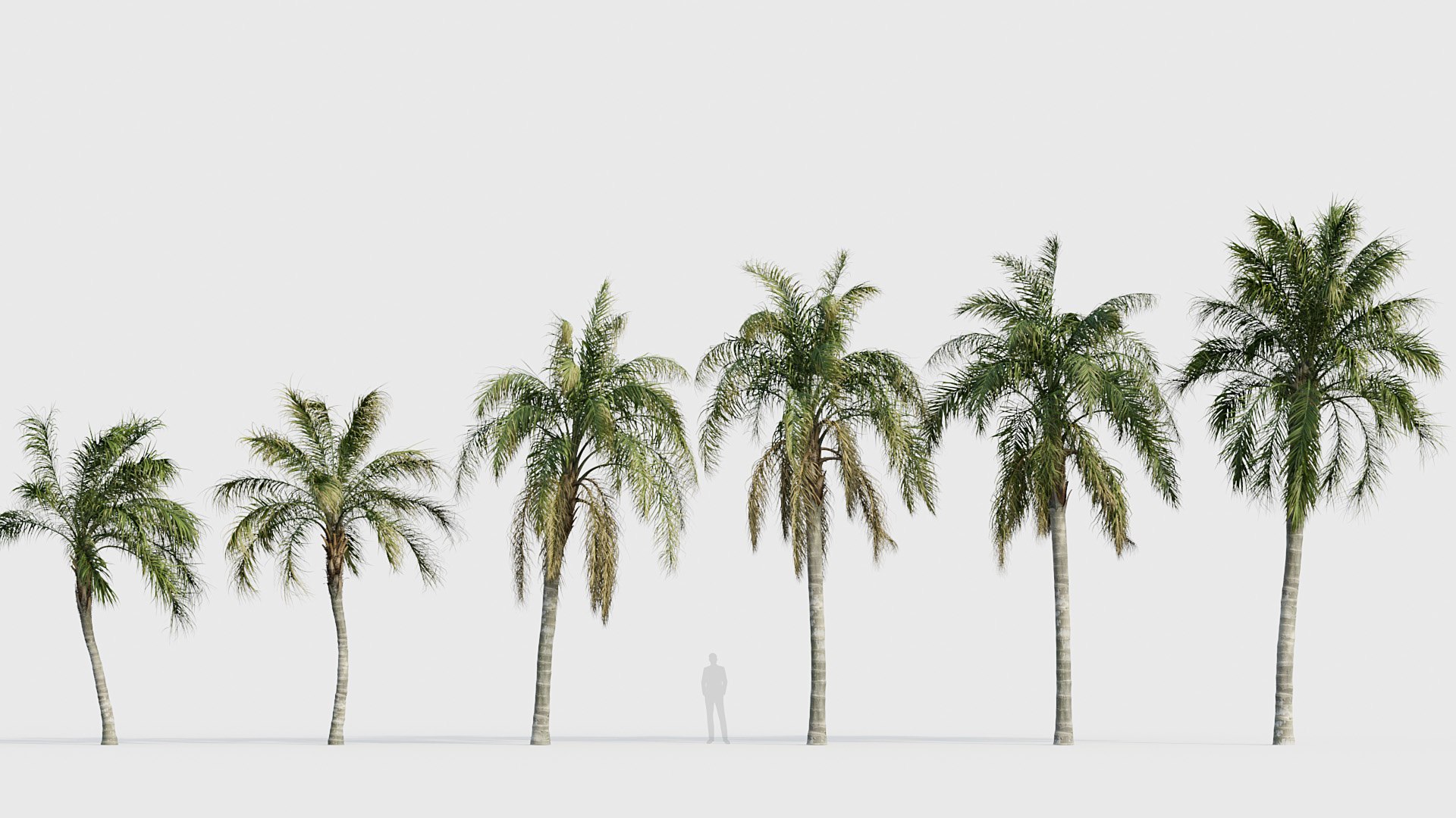 Palm Collection V3 3D model https://p.turbosquid.com/ts-thumb/2i/hGTfmt/Up/bc_pm_p22_syagrus_romanzoffiana_03_01/jpg/1783781143/1920x1080/fit_q87/71749cfa5fb037f1f63efcb3f964b8ec00cc86f5/bc_pm_p22_syagrus_romanzoffiana_03_01.jpg
