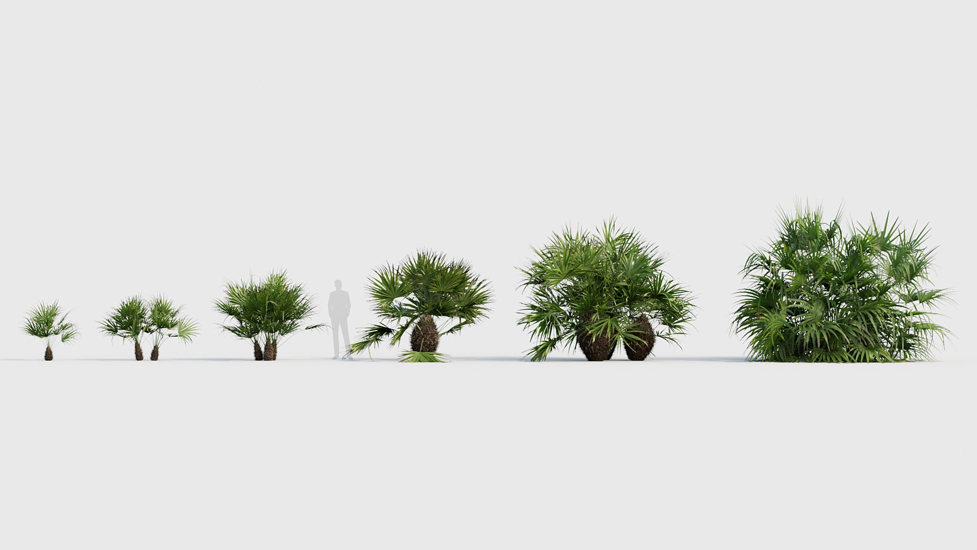Palm Collection V3 3D model https://p.turbosquid.com/ts-thumb/2i/hGTfmt/i8/bc_pm_p22_rhapidophyllum_hystrix_02_01/jpg/1783781149/1920x1080/fit_q87/4ade6d9a88a36bf5bad3313c3ce2a7f61cbbbfc8/bc_pm_p22_rhapidophyllum_hystrix_02_01.jpg