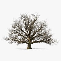Realistic Bare Oak Tree