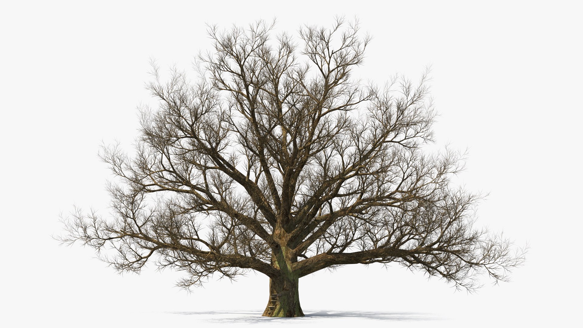 Realistic Bare Oak Tree 3D model preview