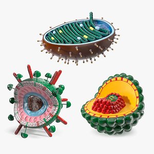 3D Plastic Virus Models Collection model