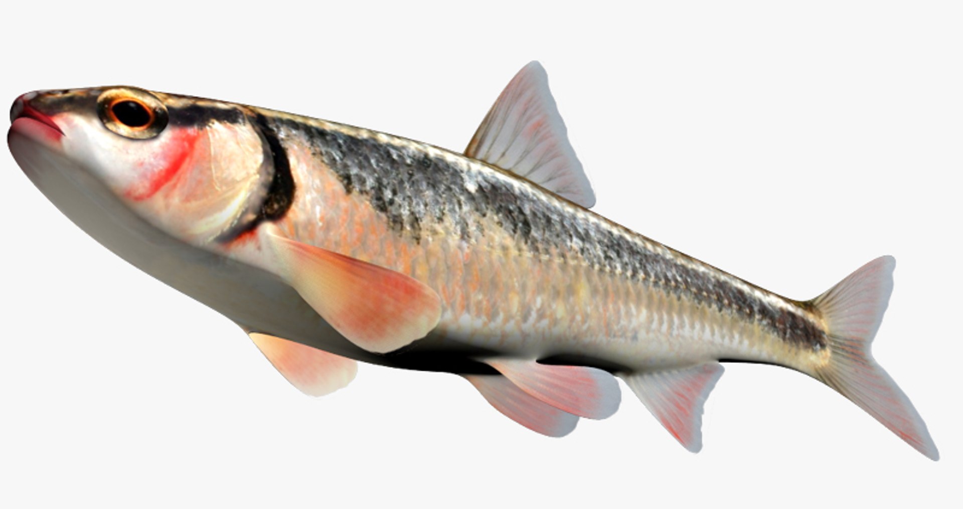 luxilus zonatus bleeding shiner 3d model