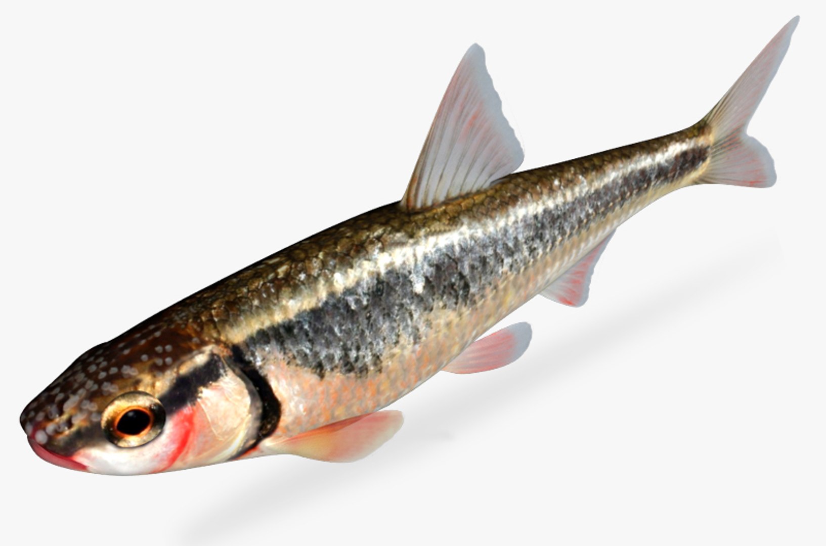 luxilus zonatus bleeding shiner 3d model