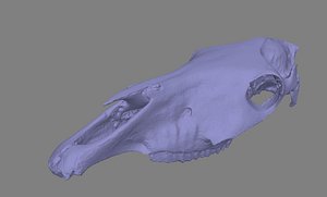 Cow Skull Raw Scan Data