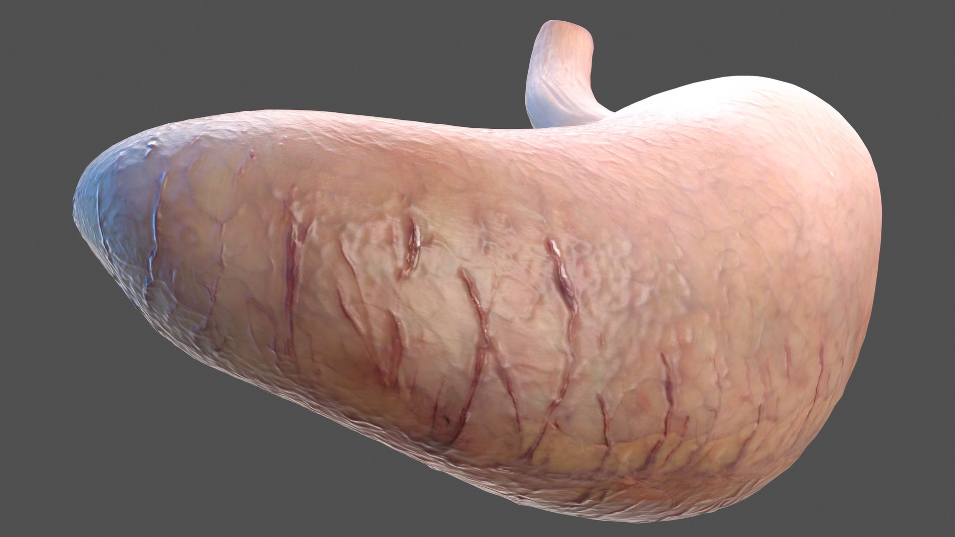3D Human Organs Collection 2 https://p.turbosquid.com/ts-thumb/2j/3nbtCx/0U/human_organs_collection_2_005/jpg/1744633866/1920x1080/fit_q87/bb29785a78f3181b7e58e49e010d8045c2f025dd/human_organs_collection_2_005.jpg