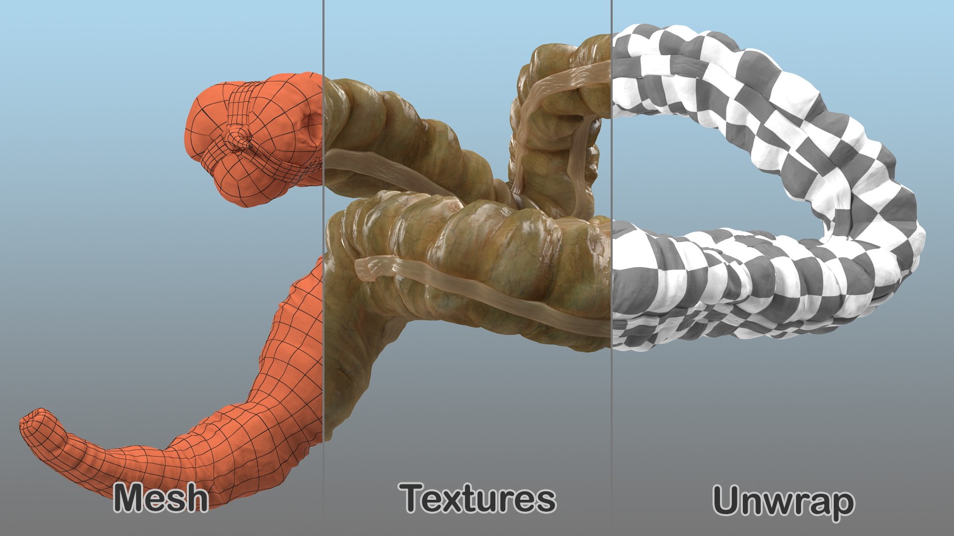 3D Human Organs Collection 2 https://p.turbosquid.com/ts-thumb/2j/3nbtCx/XX/human_organs_collection_2_009/jpg/1744633870/1920x1080/fit_q87/41f92181e53bfedc2560e37661730992cb5ad5df/human_organs_collection_2_009.jpg