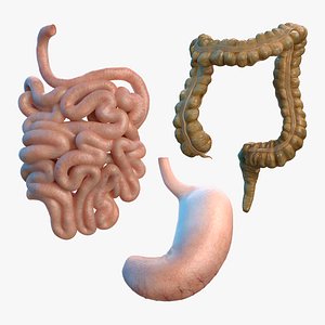 3D Human Organs Collection 2