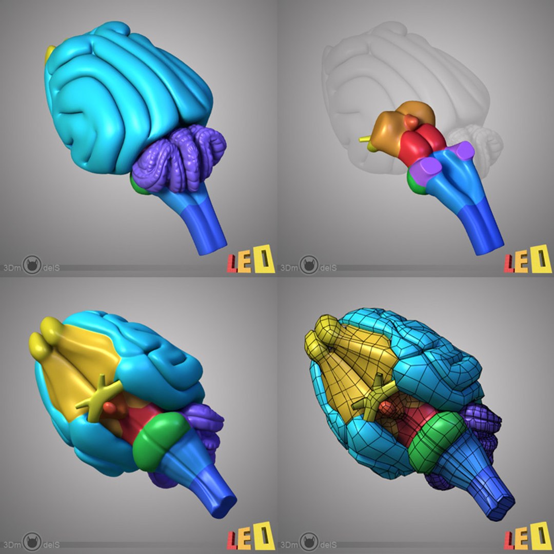 cat anatomy 3d 3ds https://p.turbosquid.com/ts-thumb/2j/JpwQE7/6SLA1Oit/cat_anatomy_d05/jpg/1346101815/1920x1080/fit_q87/4e04e8199d6ff0ba43ca7ec68dc7862e45a9963d/cat_anatomy_d05.jpg