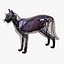 Cat Anatomy