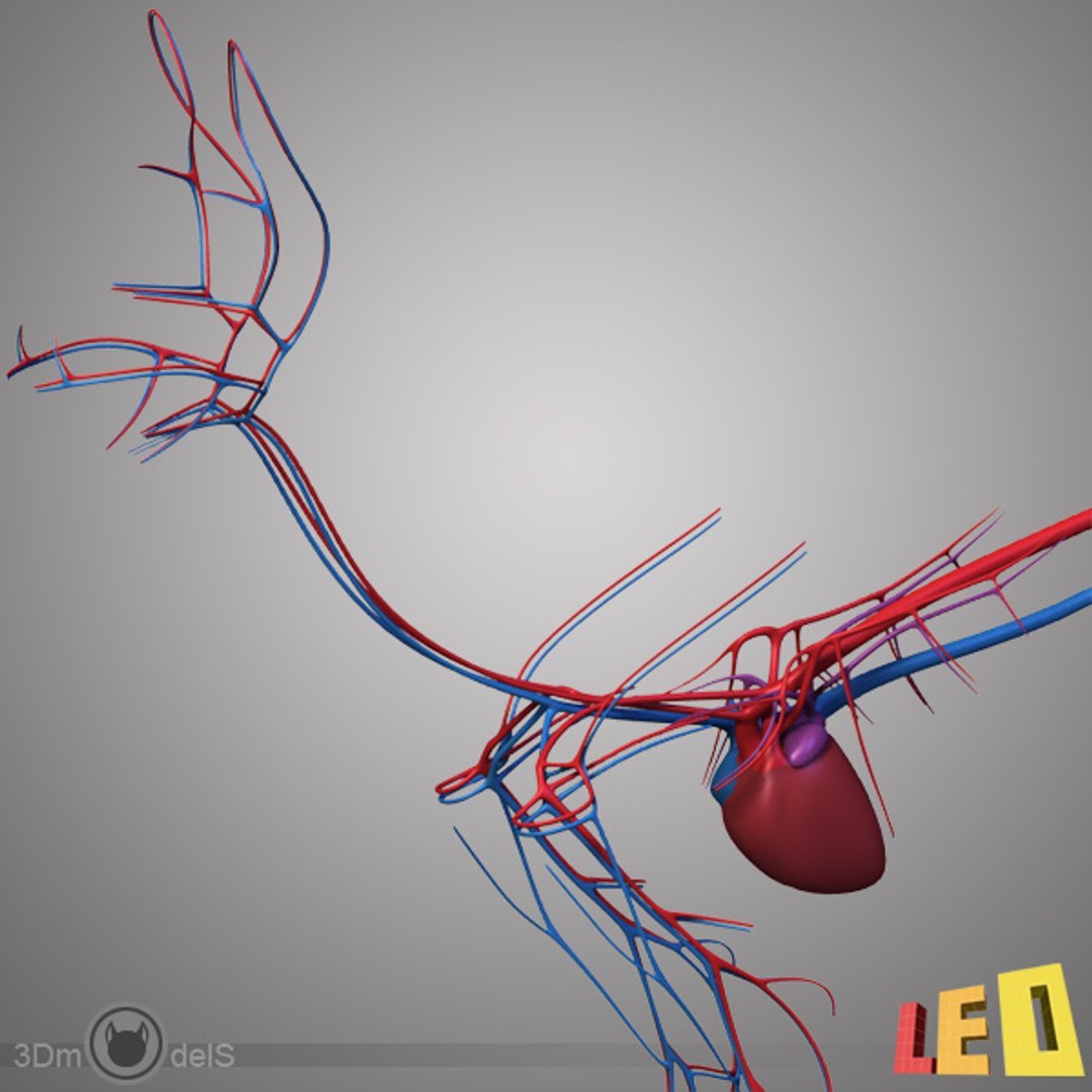 cat anatomy 3d 3ds https://p.turbosquid.com/ts-thumb/2j/JpwQE7/LDrJ0htg/cat_anatomy_d02/jpg/1346101815/1920x1080/fit_q87/3baed37fae4dcbdd40303192dfefd519e29c5aaf/cat_anatomy_d02.jpg