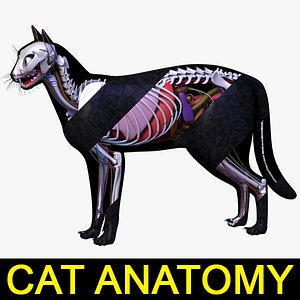 Cat Anatomy