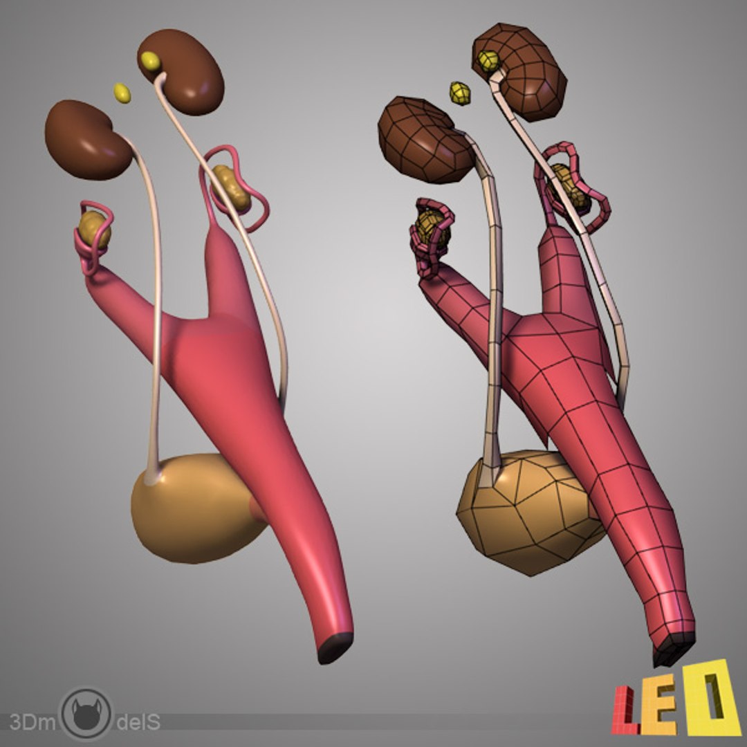 cat anatomy 3d 3ds https://p.turbosquid.com/ts-thumb/2j/JpwQE7/P92CgqAK/cat_anatomy_d06/jpg/1346101815/1920x1080/fit_q87/309545e505e0cc85f2120be53ccfa878a96225a5/cat_anatomy_d06.jpg