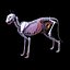 cat anatomy 3d 3ds