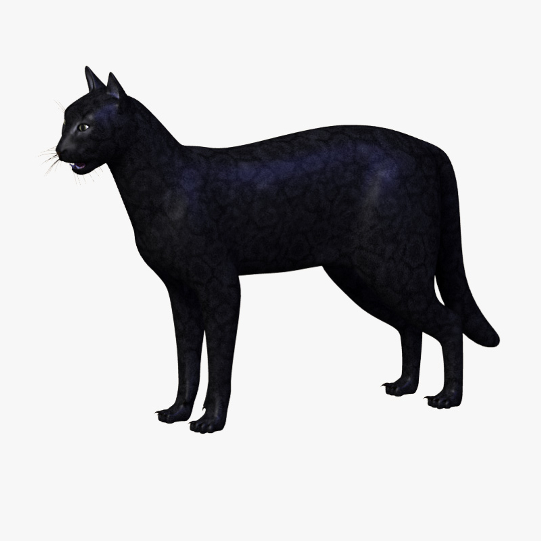 cat anatomy 3d 3ds https://p.turbosquid.com/ts-thumb/2j/JpwQE7/aeELPcjk/scene/jpg/1346101716/1920x1080/turn_fit_q99/2d6f8794c64118a198ebe0b4608a7d7237fbc70b/scene-1.jpg