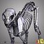 Cat Anatomy