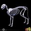 Cat Anatomy