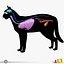 Cat Anatomy